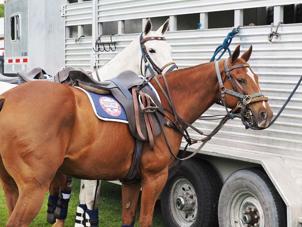 Polo ponies at Farmington Polo Club.