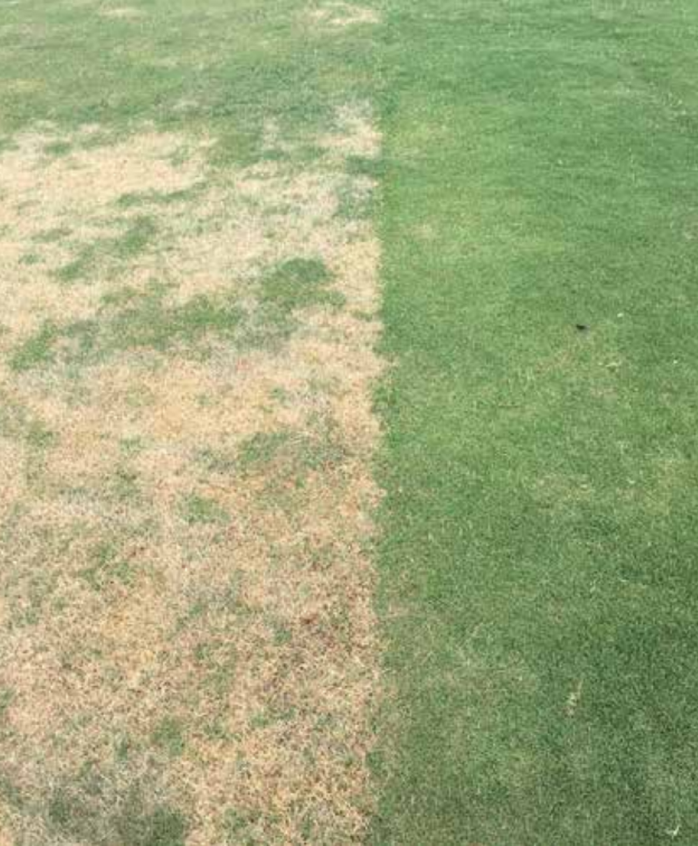 Latitude 36 Bermuda grass (left) is tested against TifTuf Bermuda grass (right) under same drought conditions in the spring of 2017 on the Outback Field at IPC. ©MaxCohen