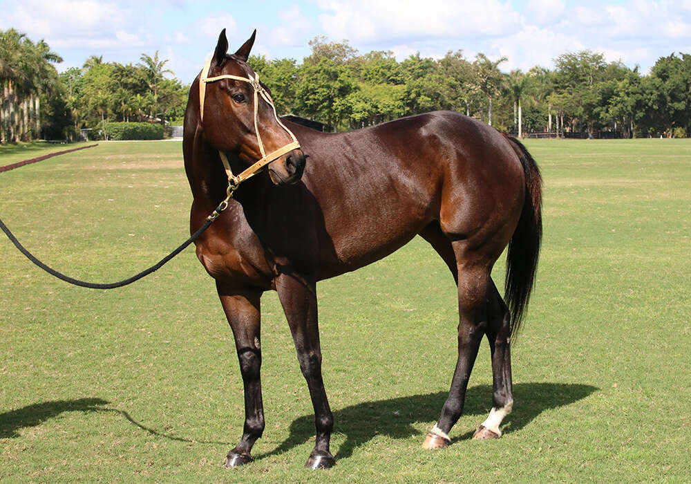 Nike poses during her photoshoot with the USPA.