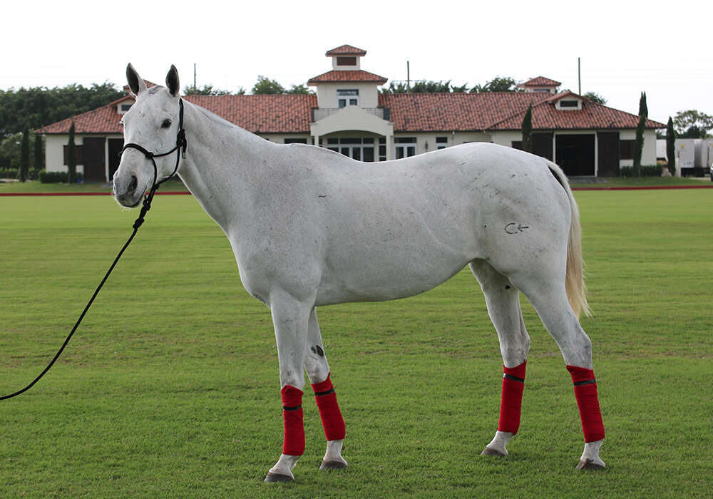 Jasmine without tack