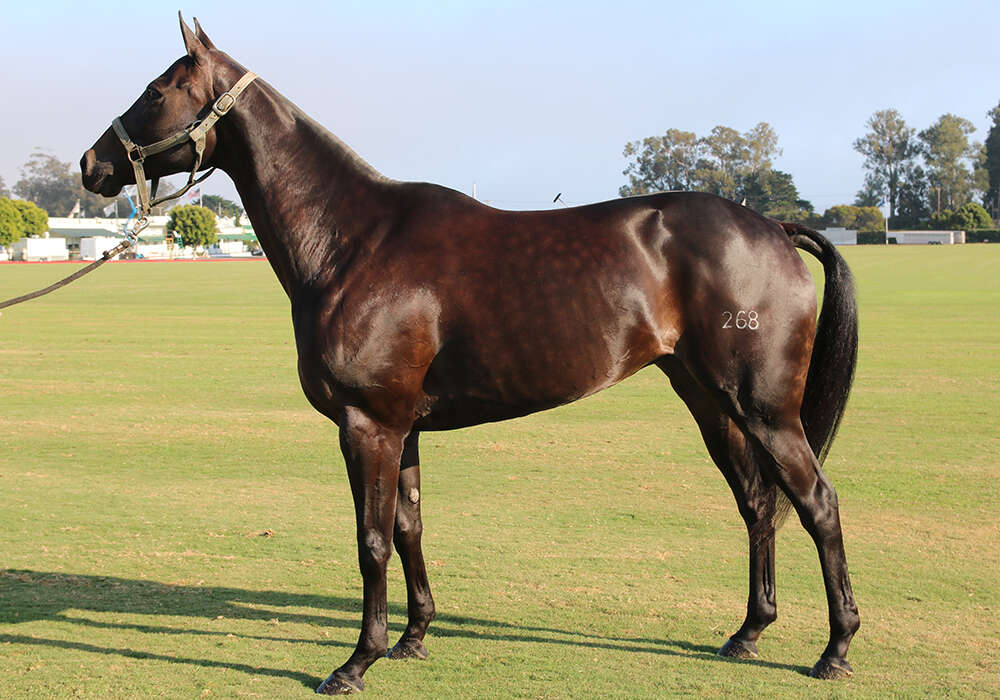 LAC Lapiz (Open Vital x Pato) is an 8-year-old Argentina mare hand-picked by 18-year old Luqitas Criado for his Santa Barbara string. ©Juanna Criado