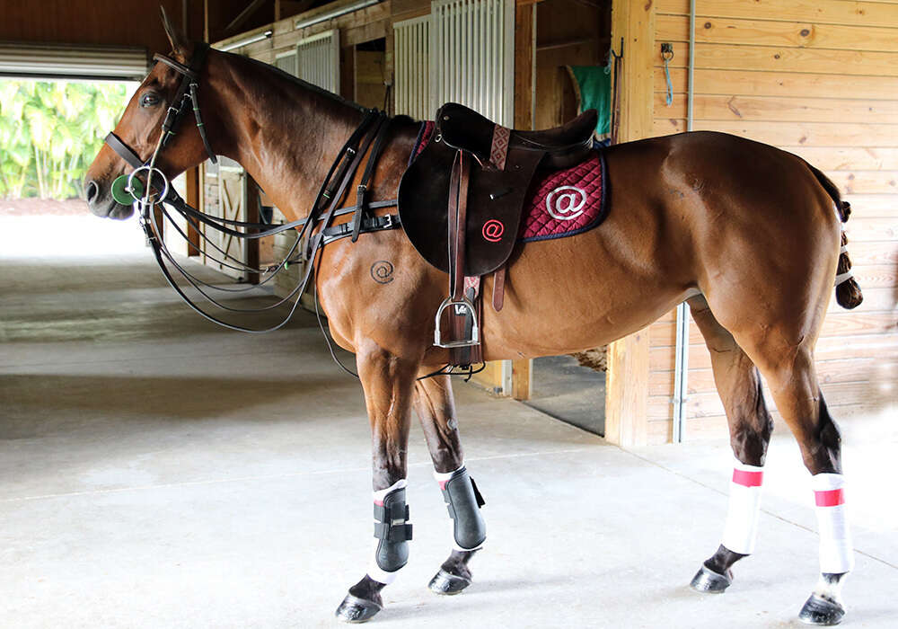 @One with tack at the barn