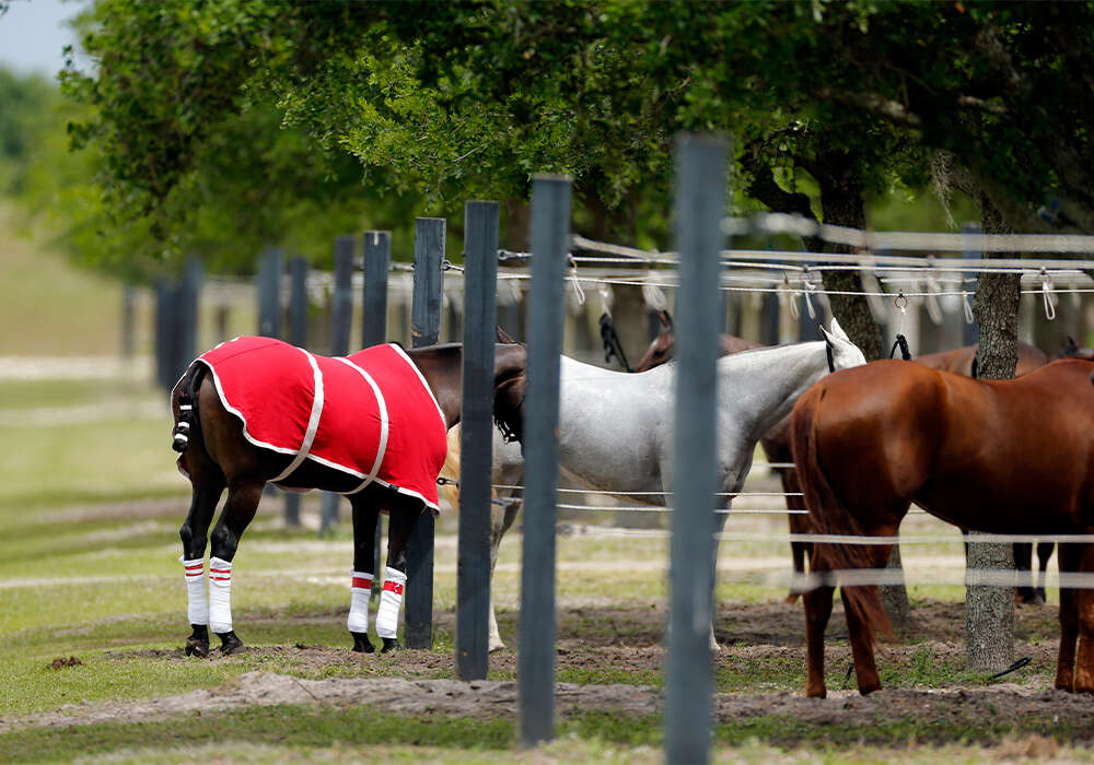 Pony Lines at Port Mayaca Polo Club. ©David Lominska