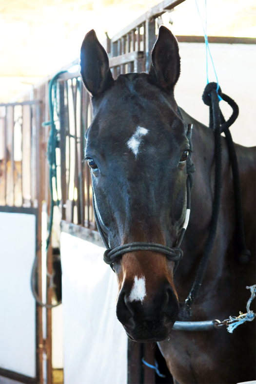 Flying Cow Polo Pony