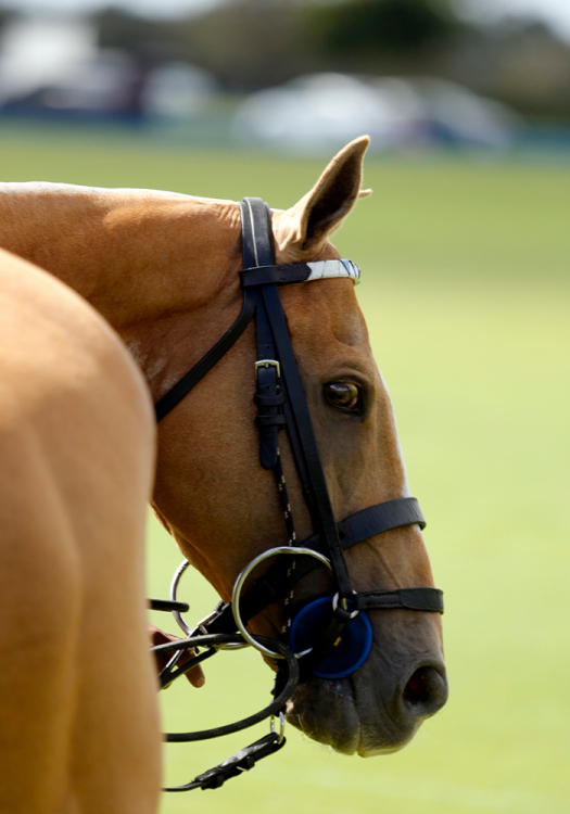 Jordie's dependability and flexibility allows him to easily transition between beginners and high-goal polo.