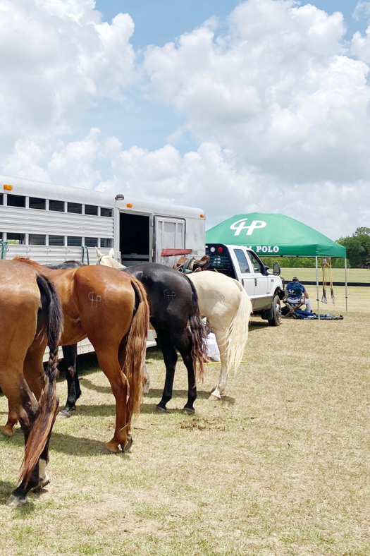 String of polo ponies getting ready to play in the tournament.